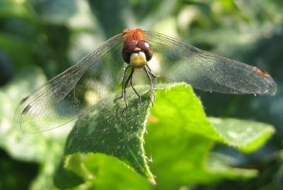 Red Dragonfly 2