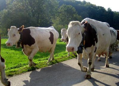 Cows on Highway