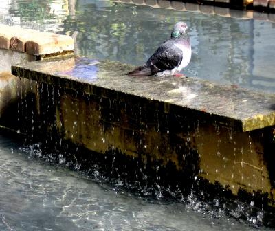 Bathing Pigeon