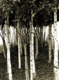 Birch Grove