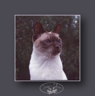 twinkle puss