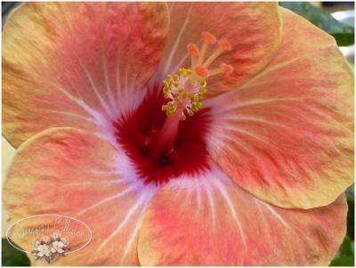 hibiscus of beauty