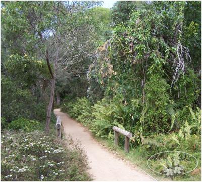 the path