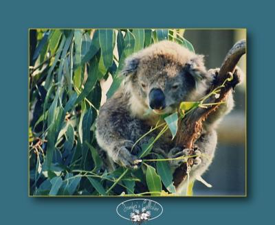 koala