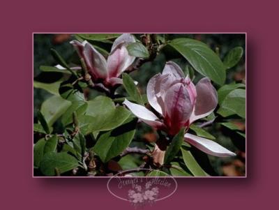 magnificent magnolias