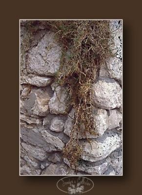 rocks and lichen