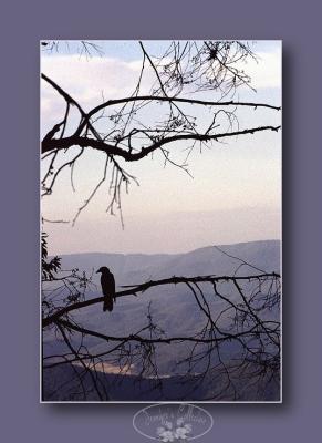 wonderful view