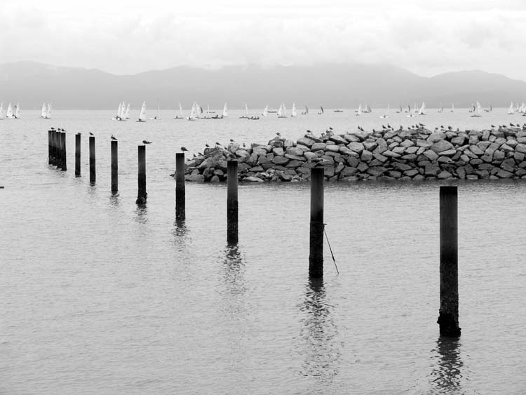BIRDS ON POLES