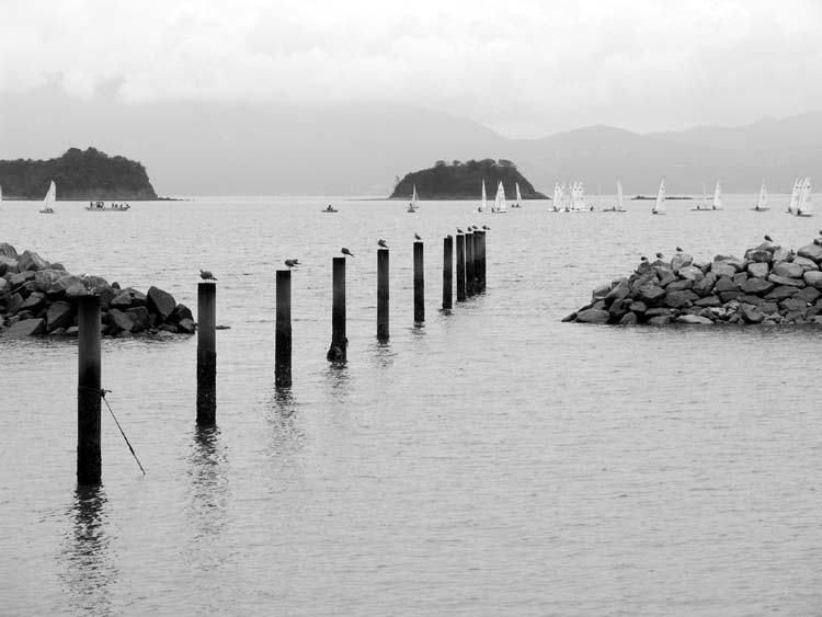 BIRDS ON POLES2