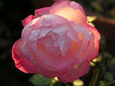 PINK ROSE