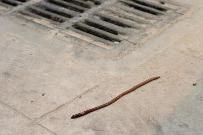 An enormous earthworm on a trek across the sidewalk.