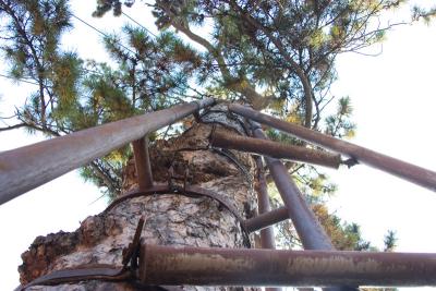 This tree needed lots of support, metal bars, guywires, everything.