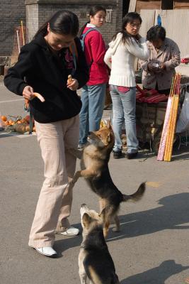 One more dog-attacking-Li-laoshi picture.
