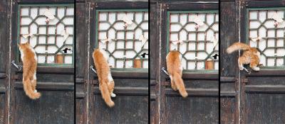 A particularly skilled cat in the temple.