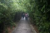 Cool bamboo canopy over the walkway.