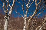 Leafless forest, near Little Heaven Lake.