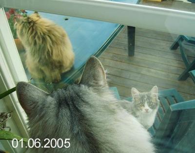 Ozzy & friends outside