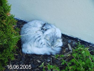 Taking a nap