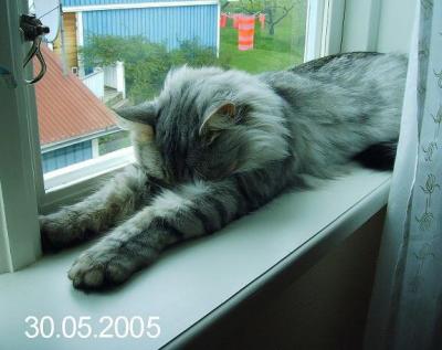 Ozzy measuring the window sill