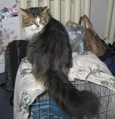 Novice female Siberian