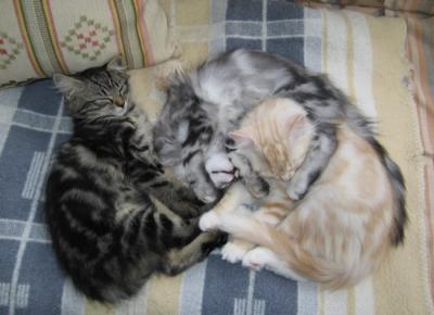 The kittens of Csilla