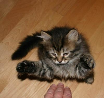 Feliks with his BIG paws