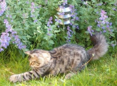 Still those BIG paws - 5.2 kg at 7 months old. Giant to be?!