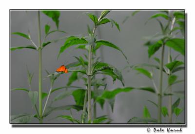 A Spot Of Color In A Grey World