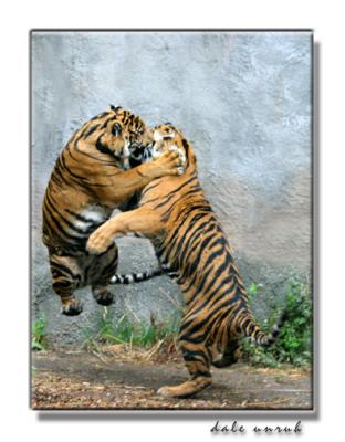 Tigers--Jungle Rules