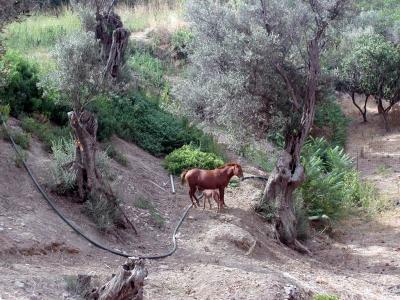 Wandern auf Naxos