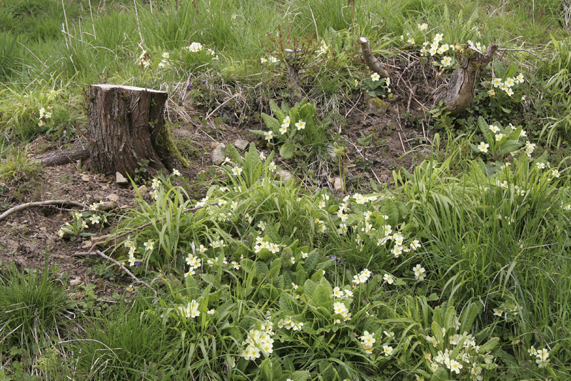 Primroses on the bank.