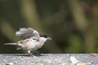 A tatty Black Cap at take off.