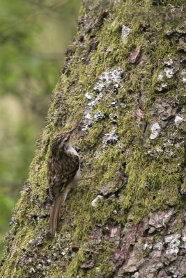 Tree Creeper