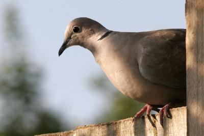 Collered Dove