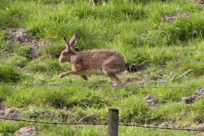 Hare today..............