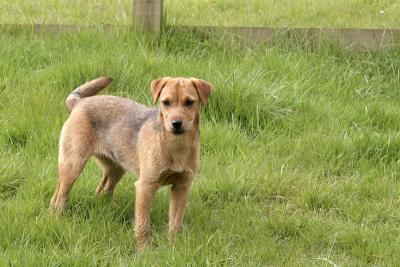 A dog from the farm.