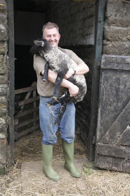 One of the Hand Reared Lambs