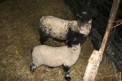 .......or were these the hand reared lambs??