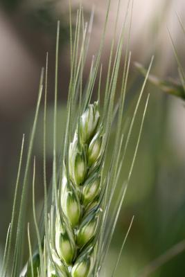 Home Grown Wheat