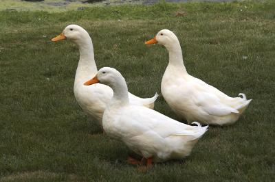 Duck, Duck and Duck