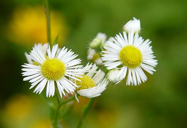 Daisy Fleabane 2