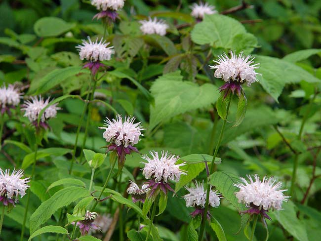 Lavender Bee Balm 1