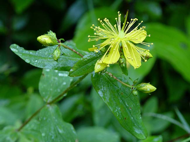 St Johnswort 2