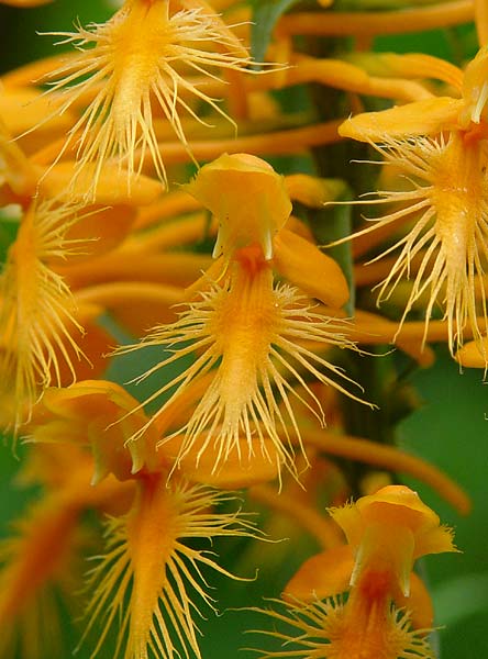 Yellow Fringed Orchid 2