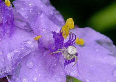 Crab Spider