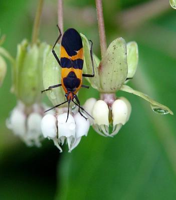 Milkweed Bug