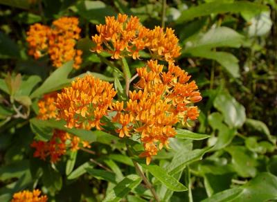 Butterfly Milkweed 1