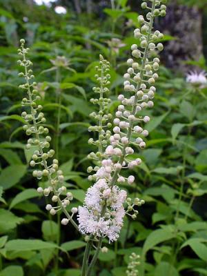 Black Cohosh