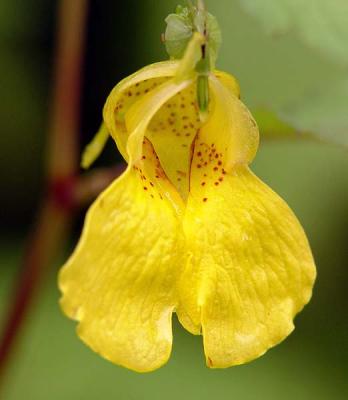 Pale Yellow Jewelweed