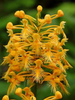 Yellow Fringed Orchid 1